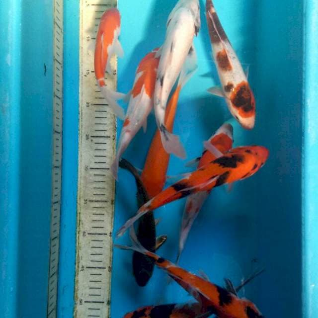 Mix 20-25cm free jaba