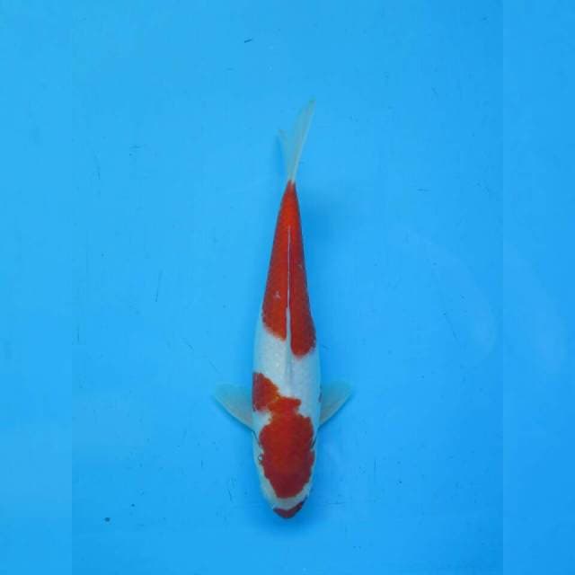 Kucibeni Nidan Kohaku