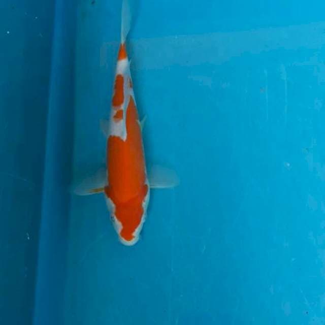 Kohaku 
