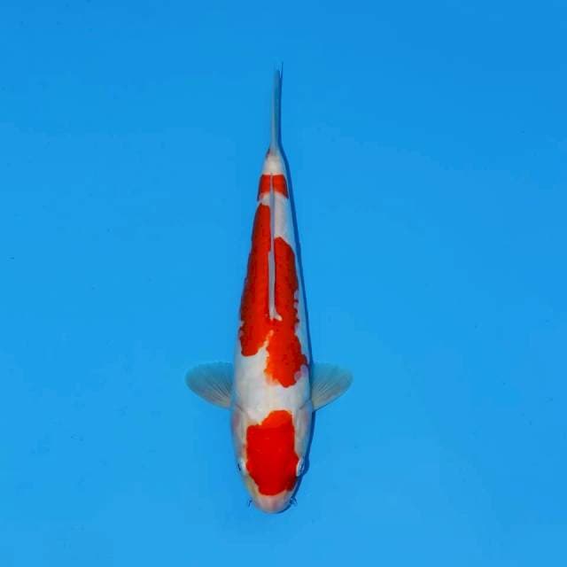 MARUTEN RED KOHAKU DOITSU 31 CM