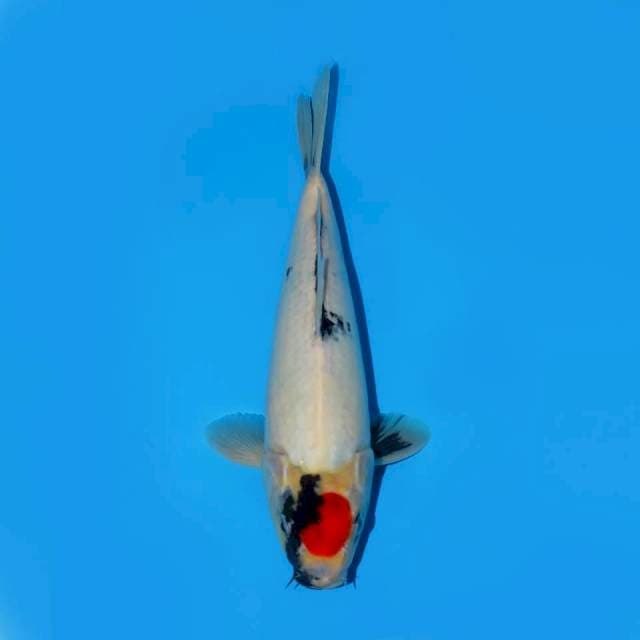 TANCHO SHOWA TATEGOI MALE 30 CM