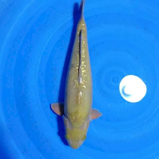 Cagoi Sisik naga