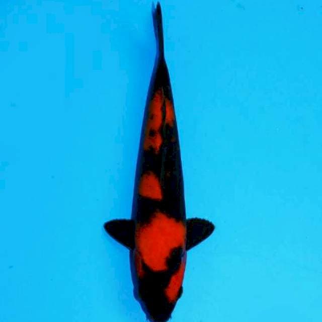 Hi utsuri sq 24cm male