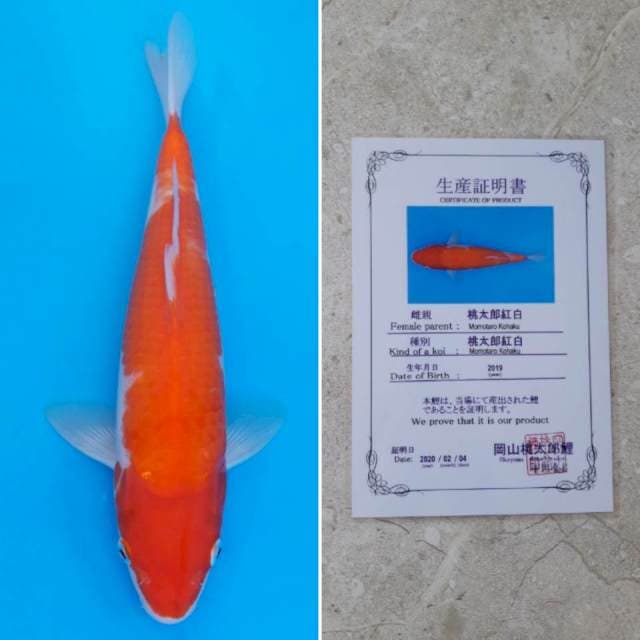 Momotaro kohaku 33cm sertifikat