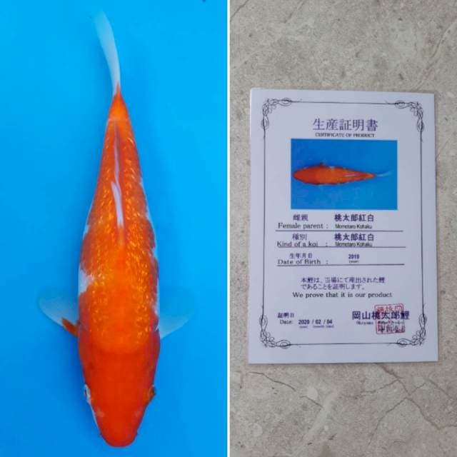 Momotaro ginrin kohaku 27cm sertifikat