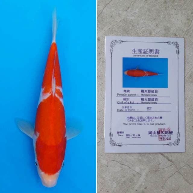 Momotaro kohaku 25cm sertifikat