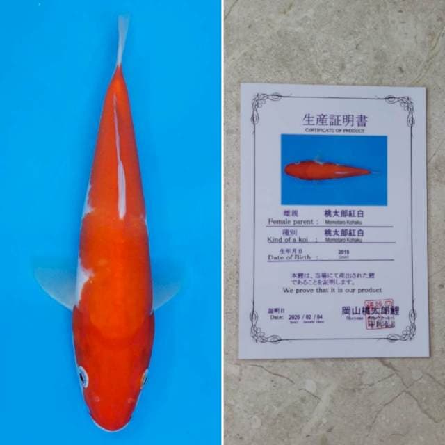 Momotaro kohaku 26cm sertifikat