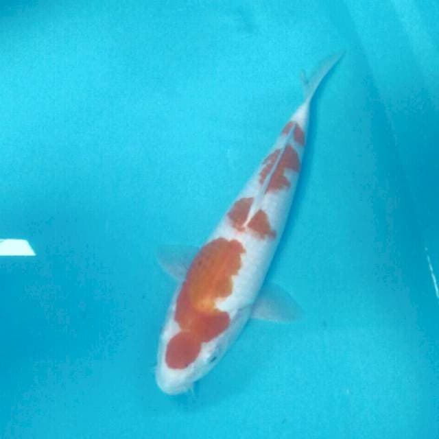 Kohaku, 36 cm