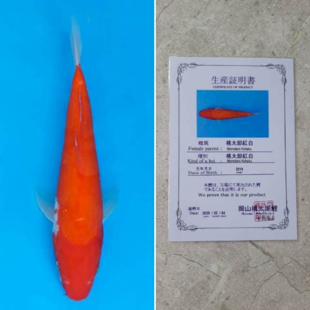 Momotaro kohaku 25cm sertifikat
