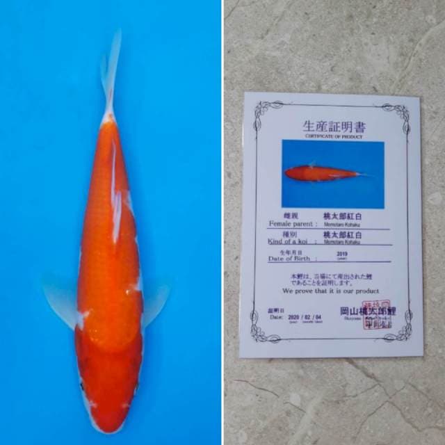 Momotaro kohaku 27cm sertifikat