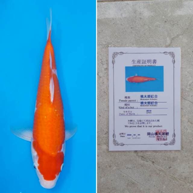 Momotaro kohaku 33cm sertifikat