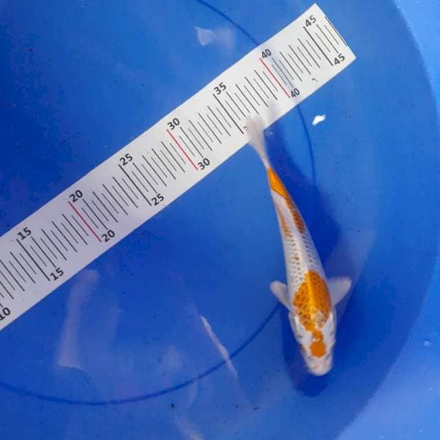 Tanco hariwake 20 cm
