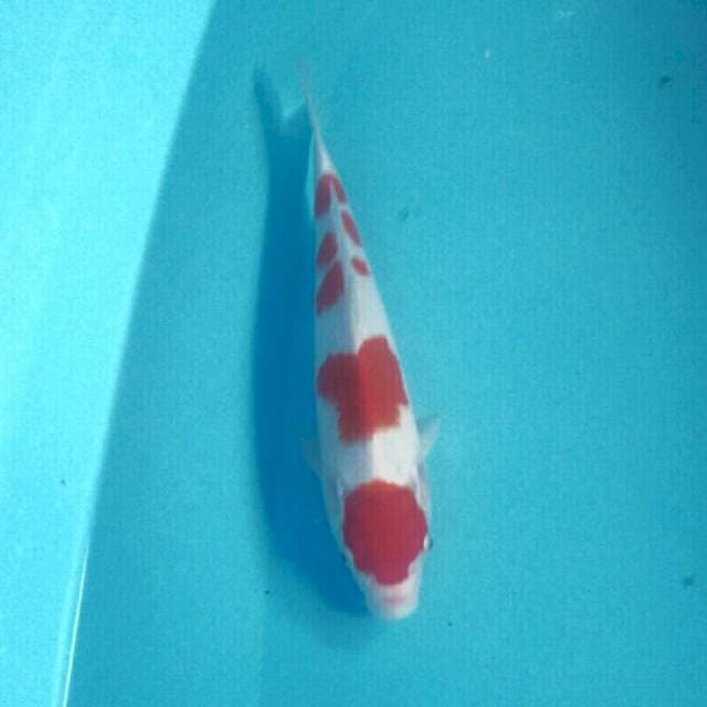 Kohaku, 27 cm