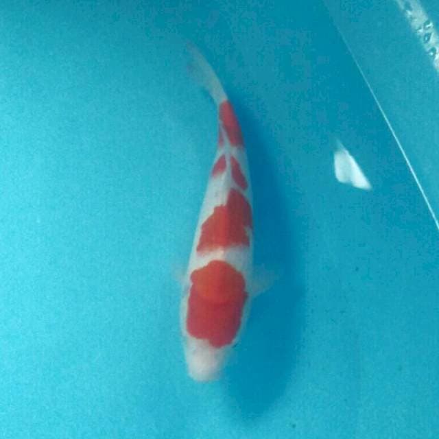 Kohaku, 29 cm