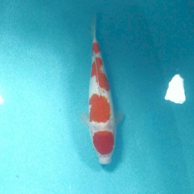 Kohaku, 28 cm