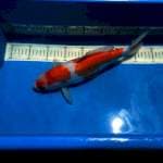 Kohaku doitsu 33cm 