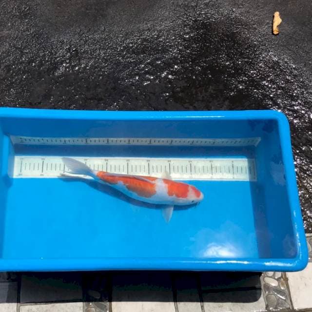 Kohaku doitsu 33cm