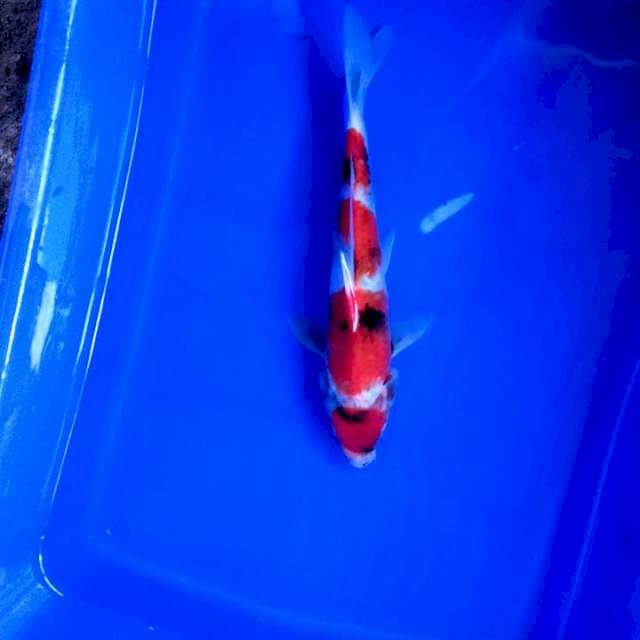 Showa maruten 22 cm