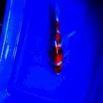 Showa maruten 22 cm