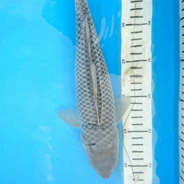 SORAGOI JOZZ 33 cm