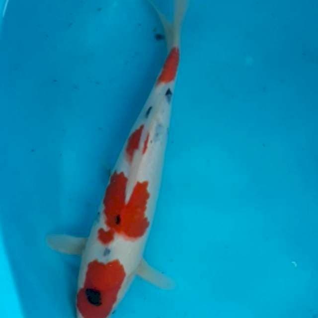 Sanke 31 cm