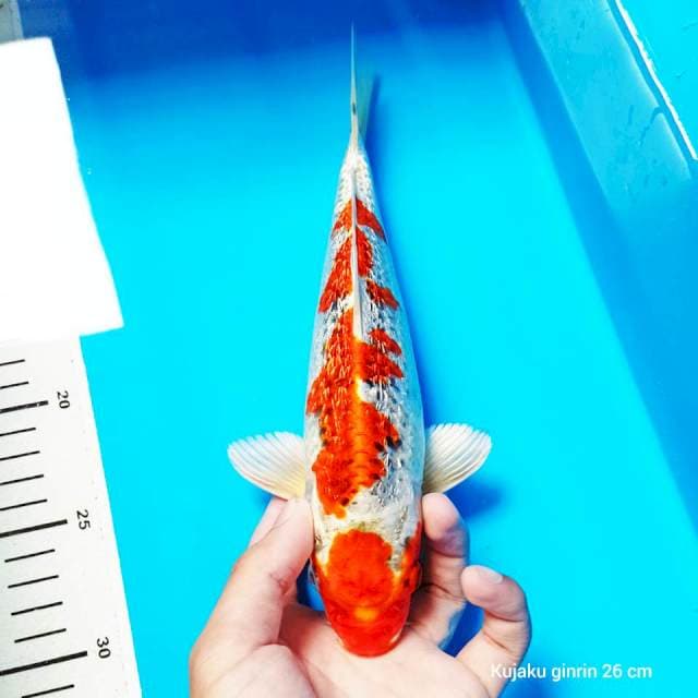 Kujaku ginrin 26 cm