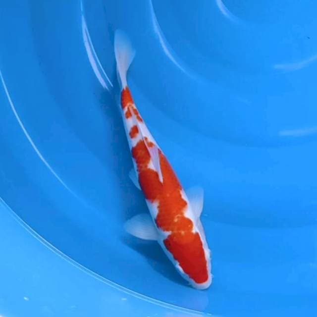 Kohaku ceplok