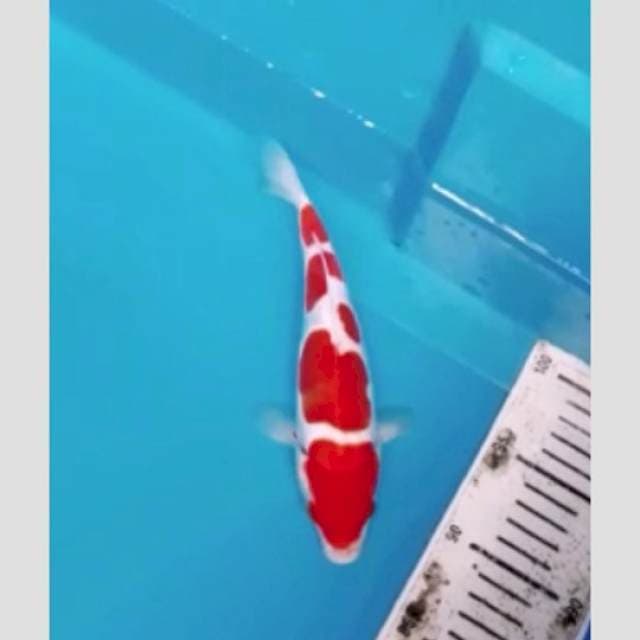 kohaku doitsu bulky calon jumbo