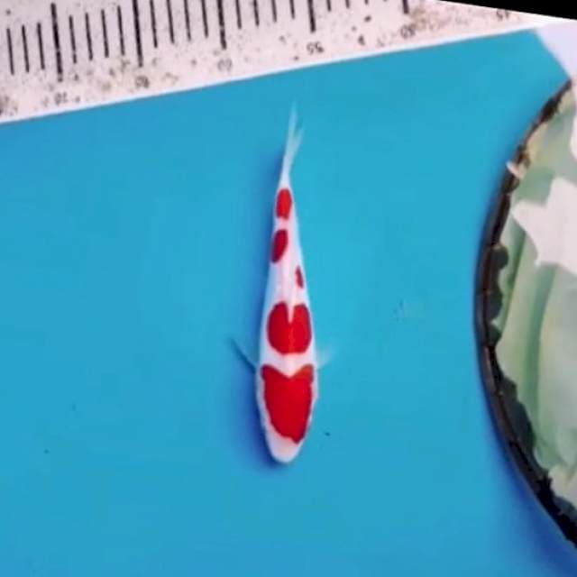 obral ob 0 kohaku 5step 20bu