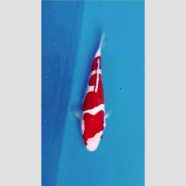 my best collection kohaku ori merah pekad putih susu