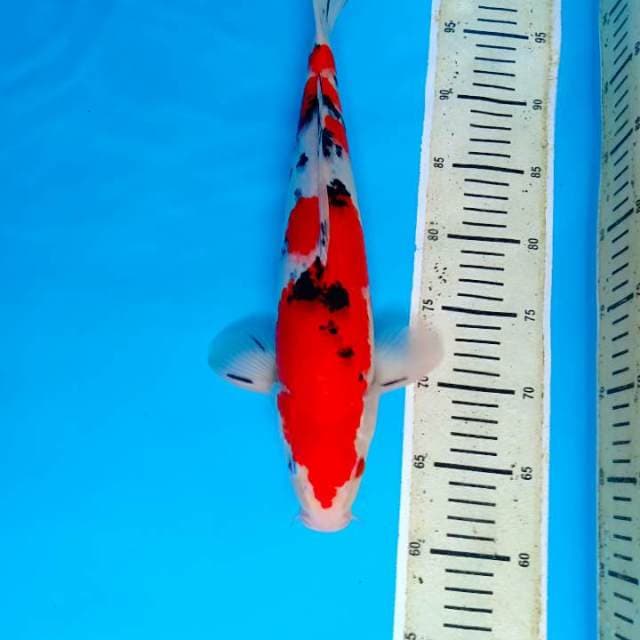 Sanke 38cm