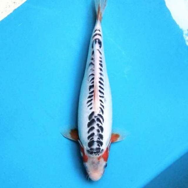 niyama shusui MX01 , 32cm female