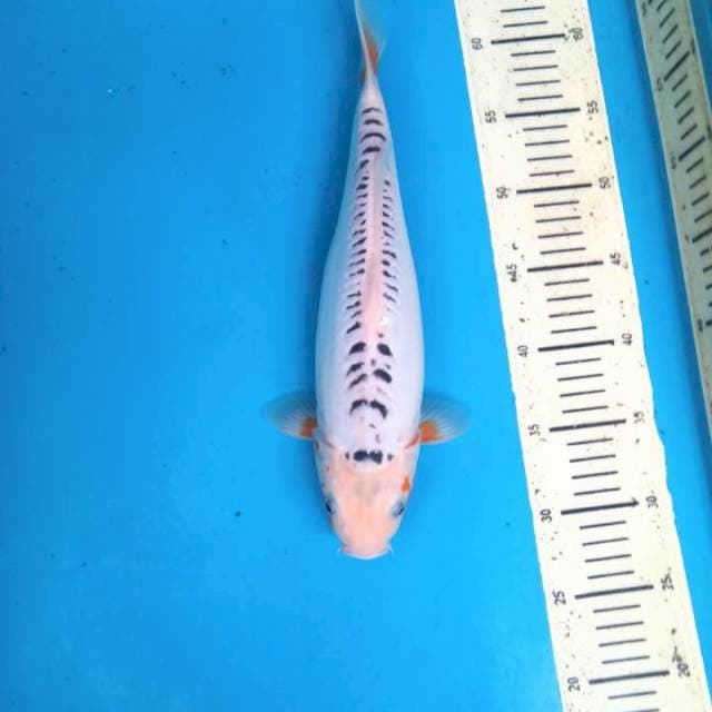 niyama shusui range 33cm female