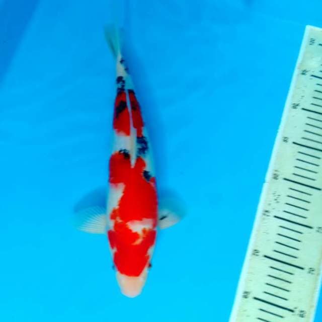 Sanke 37cm
