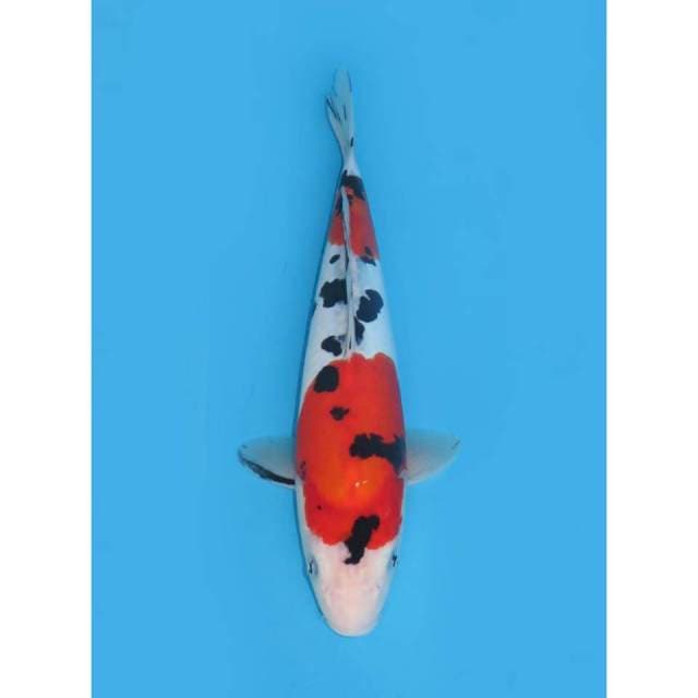 Doitsu Murni - 30cm