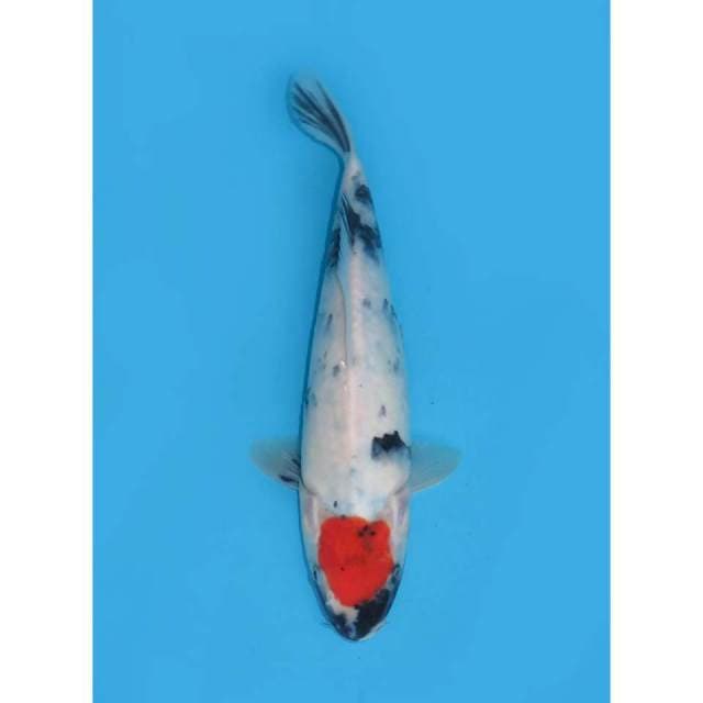 Tancho Showa Ori - 25cm