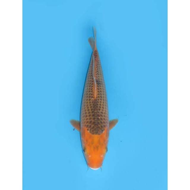 Aka Matsuba - 30cm