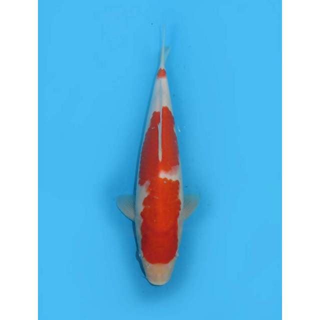 Kohaku Calon Jumbo - 25cm