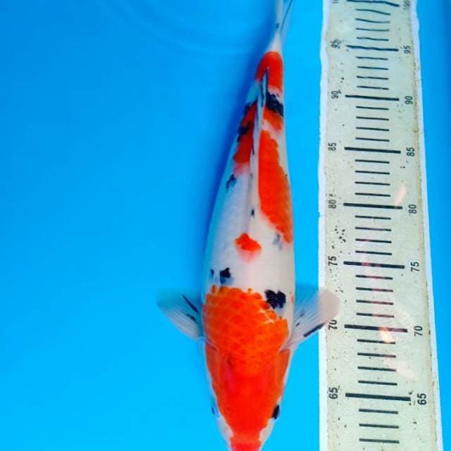 Sanke 39cm