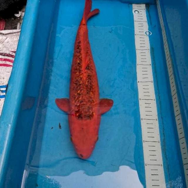 Ginrin Aka Matsuba 44cm