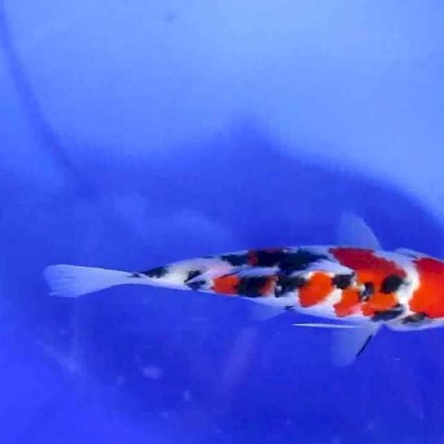 Taisho sansoku15cm