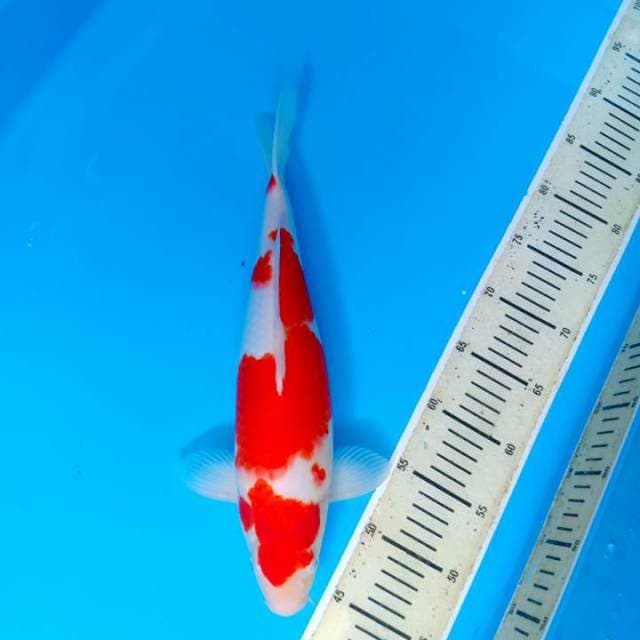 Kohaku 36cm