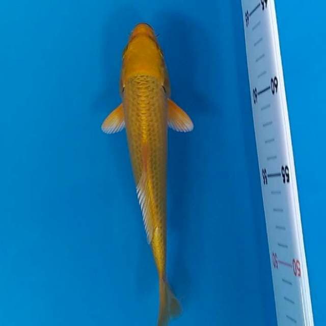 Special bersih 22 cm