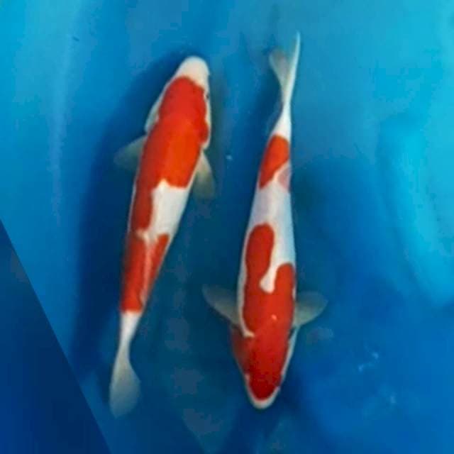 Dua Kohaku doit 30 cm an