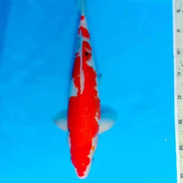 Sanke 38cm