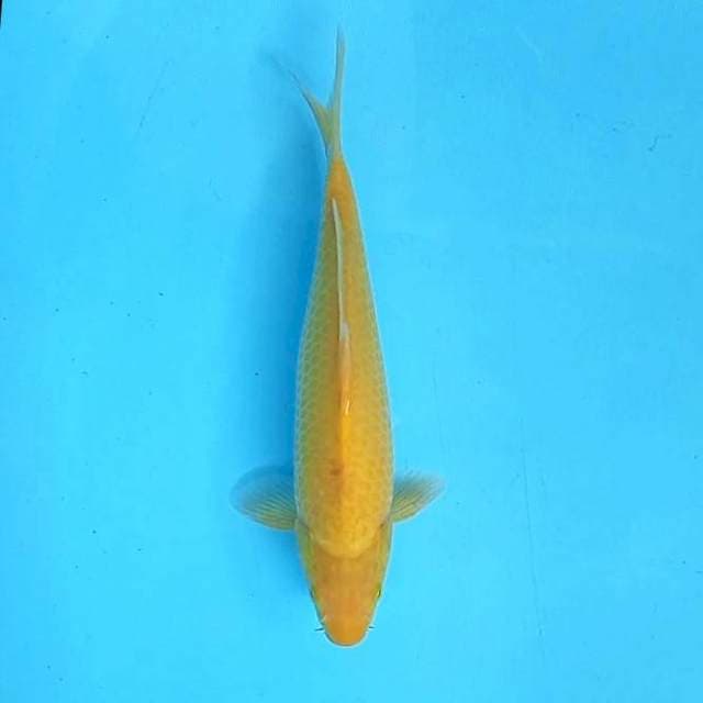 1. Karashi || 29 cm