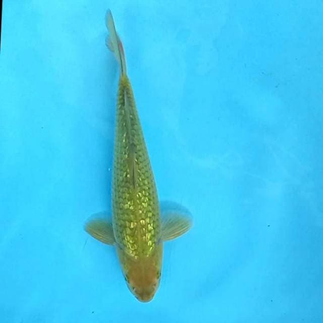 4. Chagoi Ginrin || 28 cm