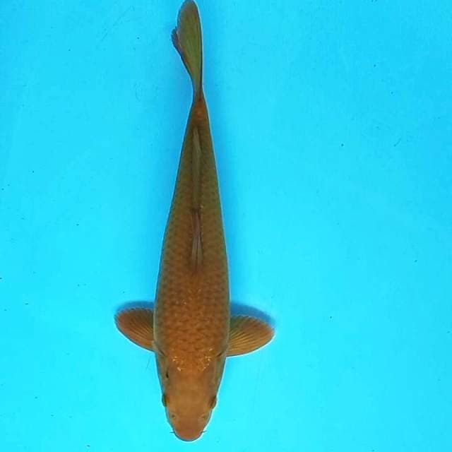 5. Tembaga || 34 cm