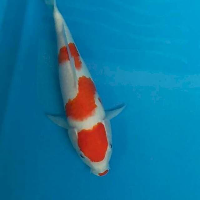 Kohaku kucibeni cantik 30 cm