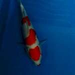 Kohaku kucibeni cantik 30 cm